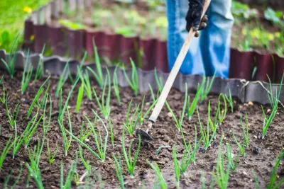 Когда сажать лук в 2025 году: советы, сроки и лучшие дни по лунному календарю «Инфобокс»