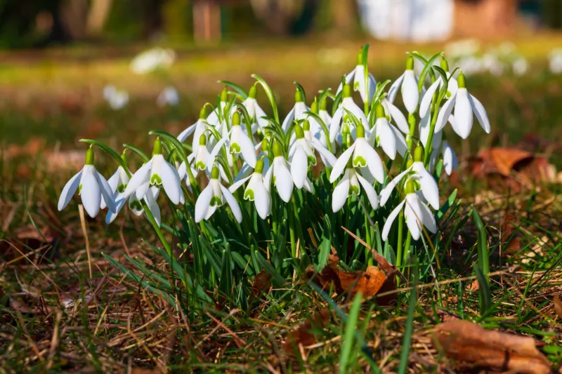 День подснежника 2025: какого числа, история и традиции трогательного праздника «Инфобокс»