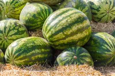 опасности покупных арбузов и дынь