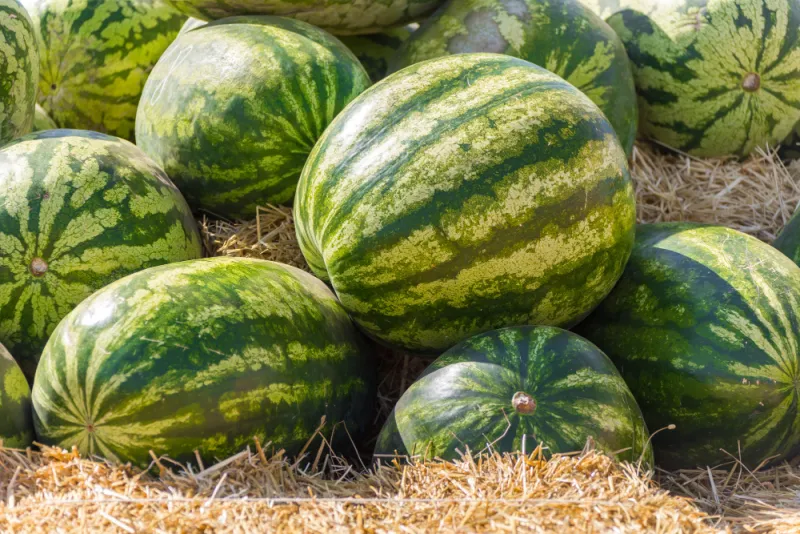 опасности покупных арбузов и дынь