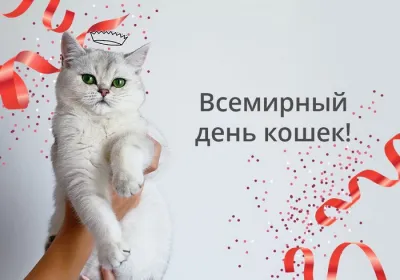 Красивые картинки с Всемирным днем кошек — 8 августа 2025 «Инфобокс»