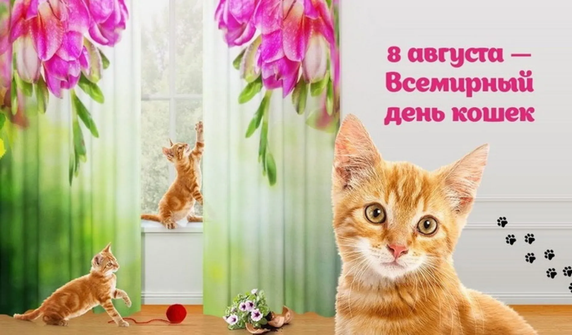 С Всемирным днем кошек 2025