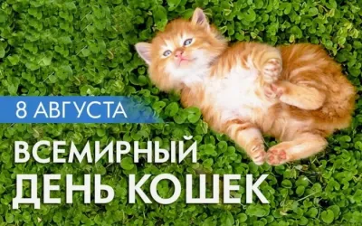 С Всемирным днем кошек 2025