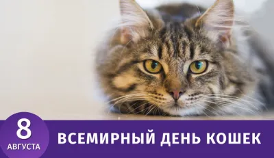 С Всемирным днем кошек 2025