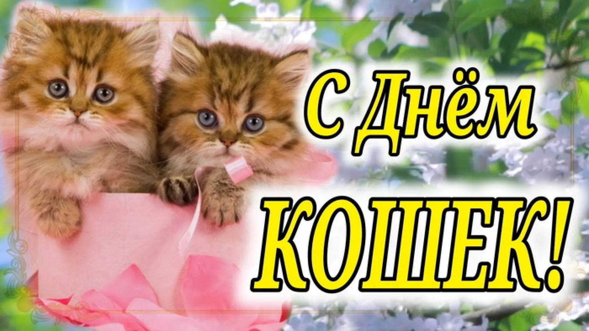 С Всемирным днем кошек 2025