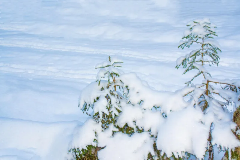 Народные приметы на 31 января 2025: что нельзя делать в этот день, приметы