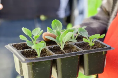 Посевной календарь на апрель 2025: как выбрать лучший день для посадки и не остаться без урожая «Инфобокс»